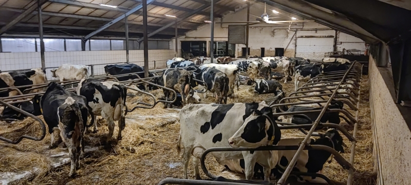 Krowy w laktacji