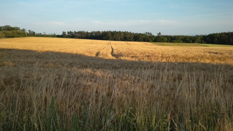 Jęczmień Ozimy