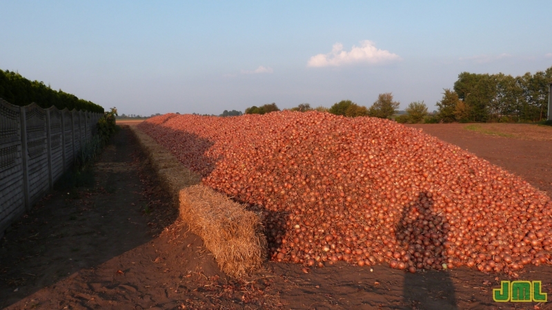 Cebula Oloroso