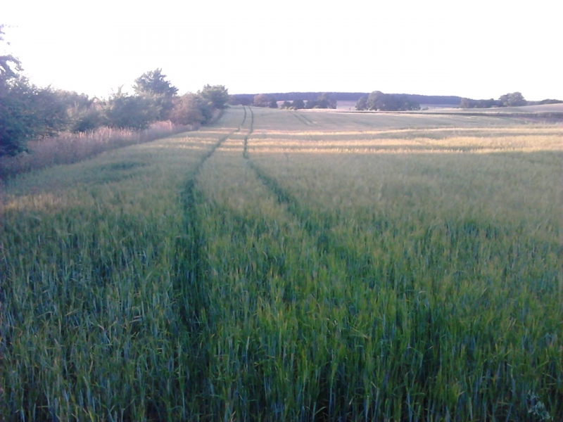 Jęczmień Jary "Antek"