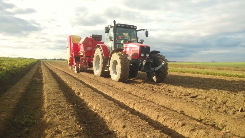 Massey + grimme