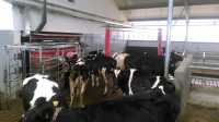 Krowy przy robocie