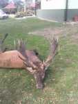 Deer John Deer