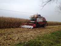 Vector 420 w kukurydzy