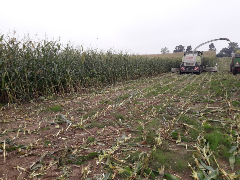 Claas Jaguar 950