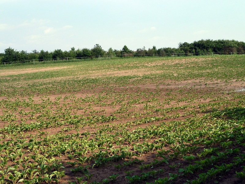 Buraki cukrowe