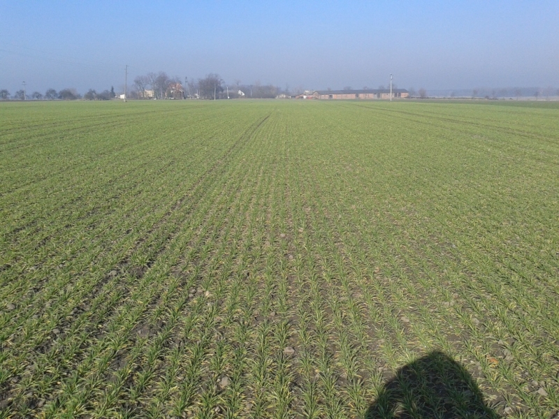 Wintmalt