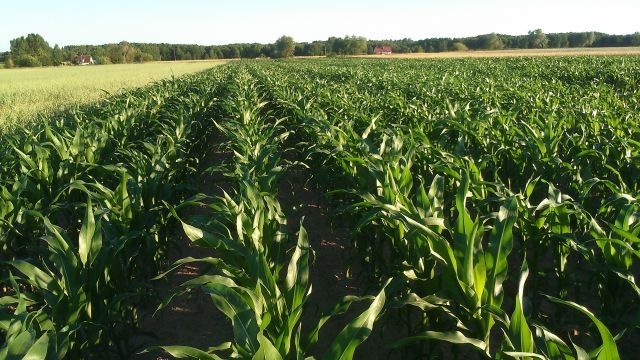 Syngenta Kardona