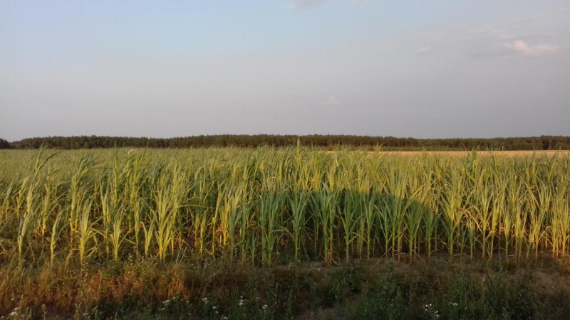 Agro Yoko