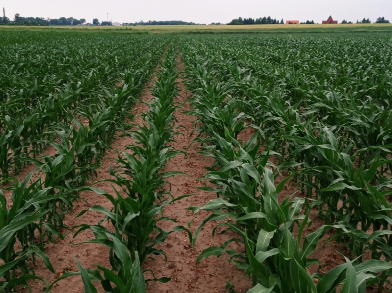 P9363 vs P9074