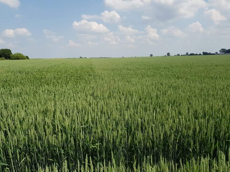 Pszenice