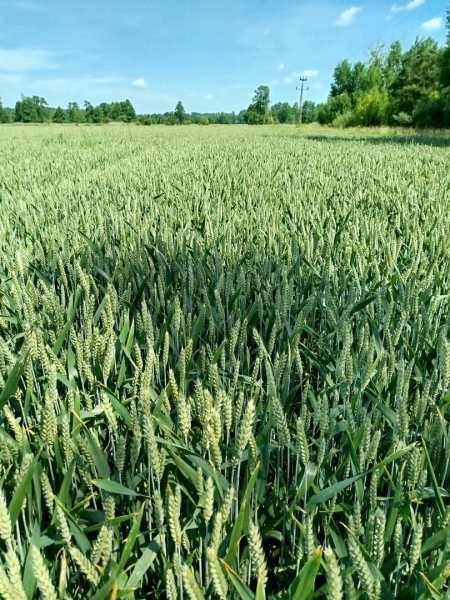 Bilanz