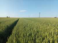 pszenice