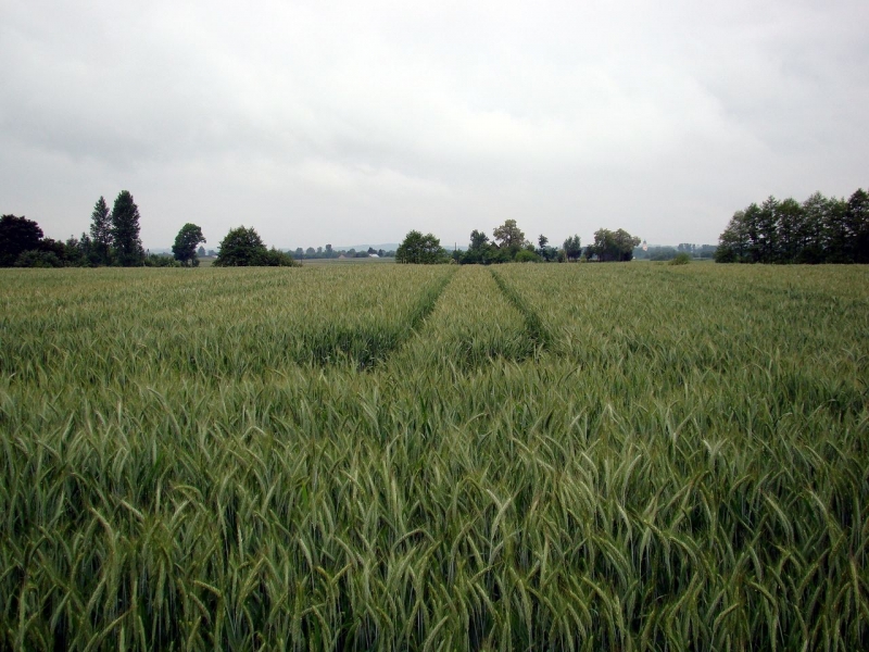 Pszenżyto