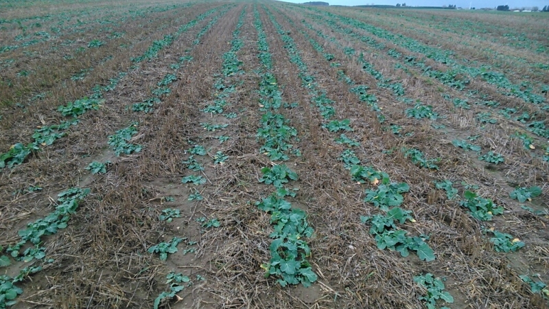 Rzepak Strip Till