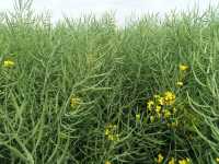 InVigor 1