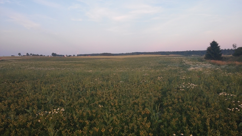 Łubin