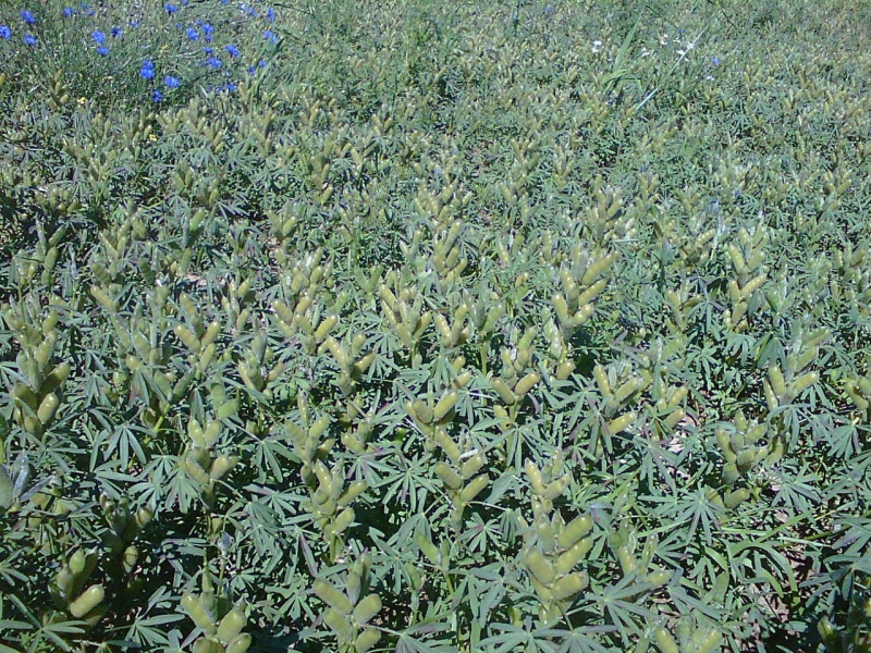 Łubin