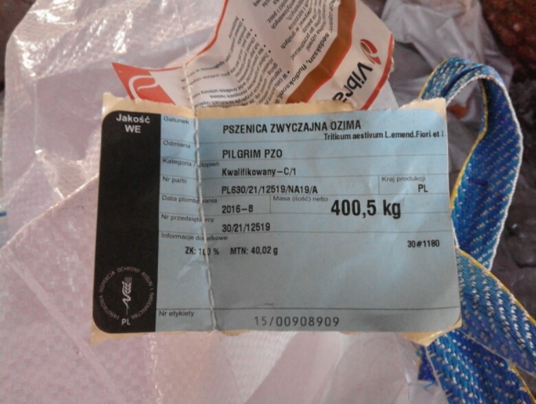 Pszenica Pilgrim