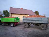 Marchewka Warmia.