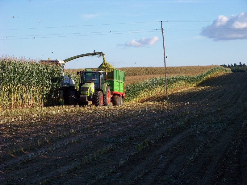 Claas Celtis 426 + Jaguar 685.