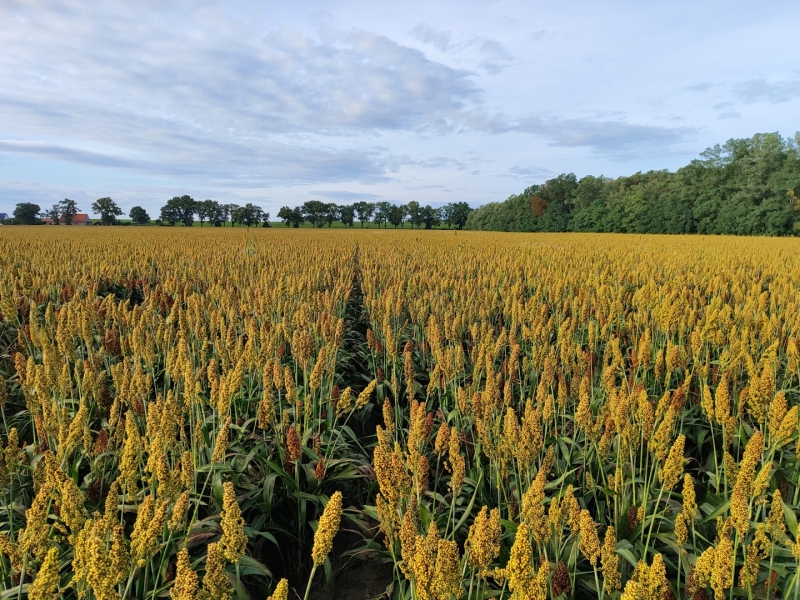 Sorgo ziarnowe