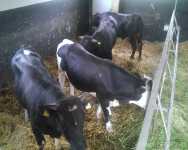 Byki w kojcu Byki w kojcu