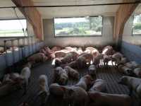 warchlakarnia warchlakarnia