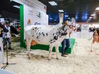 Championka Championka