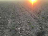 Burak Cukrowy Burak Cukrowy