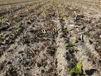 Burak cukrowy Burak cukrowy