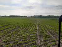 Buraki conviso Buraki conviso