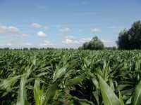 GoldNugget GoldNugget