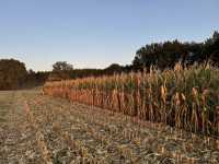 LG Clooney LG Clooney