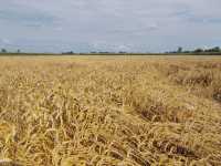 Tybalt-jara Tybalt-jara