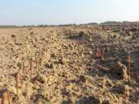 Dańkowskie Diament Dańkowskie Diament