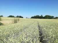 KWS Vinetto KWS Vinetto