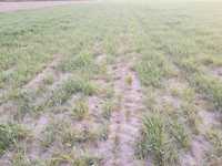 Zyto Jethro F1 Zyto Jethro F1