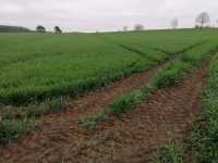 KWS Berado KWS Berado