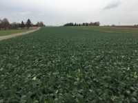 Rzepak Loki Rzepak Loki