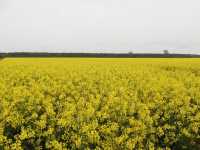 Rzepak Kuga Rzepak Kuga