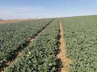 LG Architekt LG Architekt