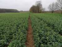 Phoenix CL Phoenix CL