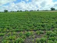 Soja po TUZie Soja po TUZie