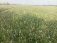 Lubin Homer Lubin Homer