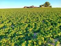 Soja Magnolia Soja Magnolia