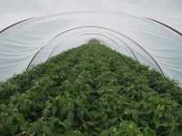 Fasola Fruidor Fasola Fruidor