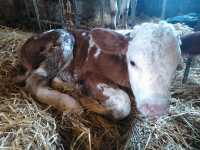 Kupię Cielęta Kupię Cielęta