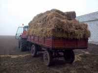 Massey Ferguson 5465 + przyczepka