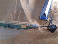 Żmijka wygarnująca Żmijka wygarnująca